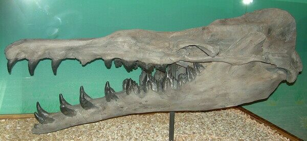 A cast of a Basilosaurus jaw showing the varying tooth shapes in the jaw.
